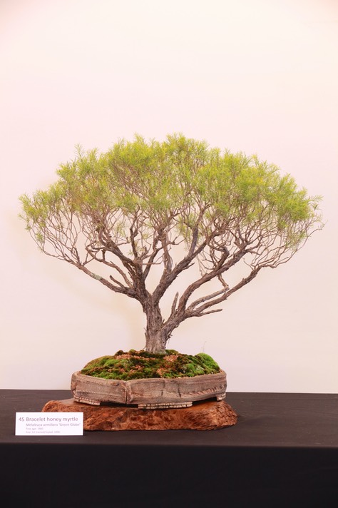 45 Bracelet honey myrtle