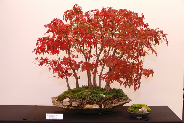 54 Japanese maple