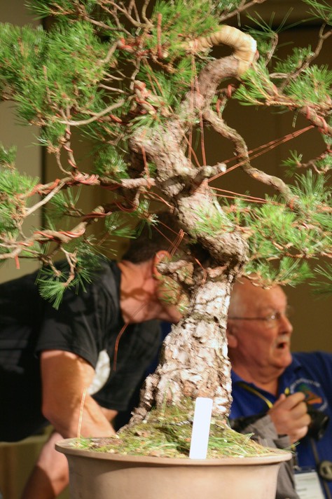 Ryan Neil Red Pine50