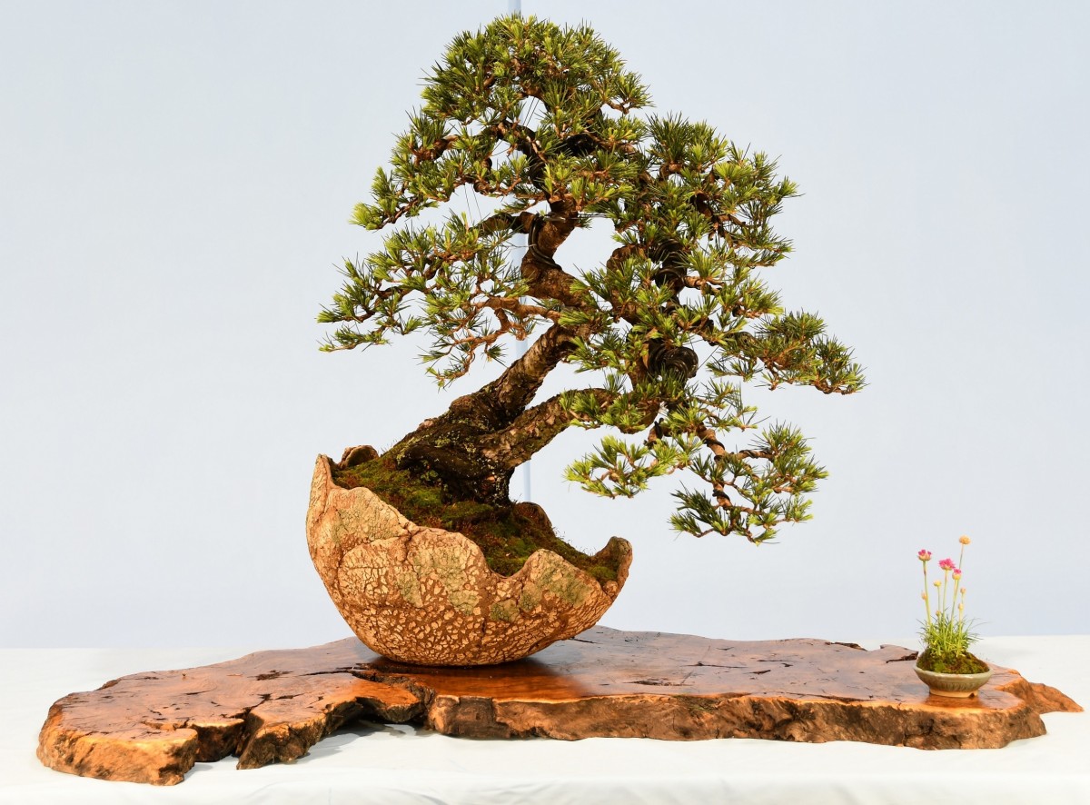 01-ST-Cedrus-atlantica