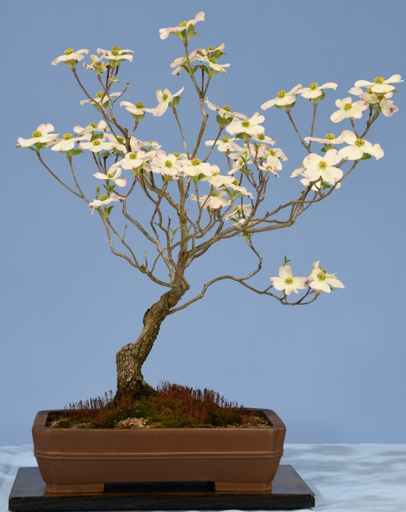 02-JP-Cornus-florida