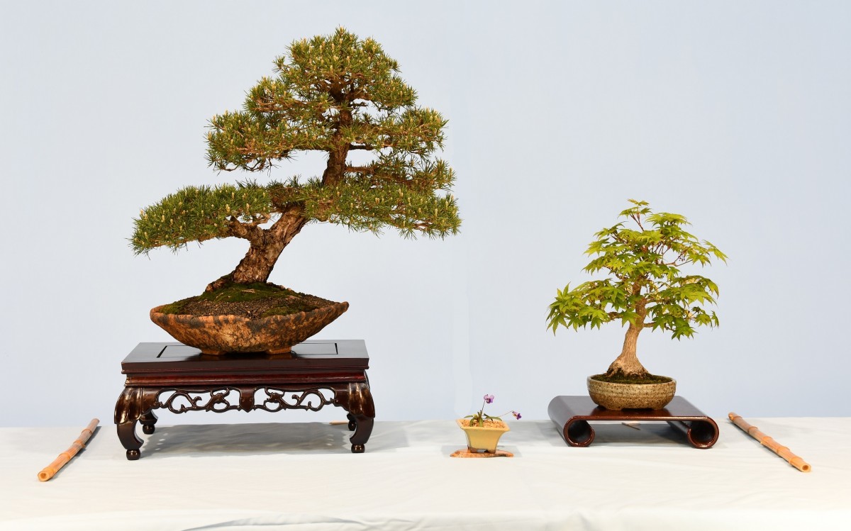 04-11-JM-Pinus-banksiana-Acer-palmatum