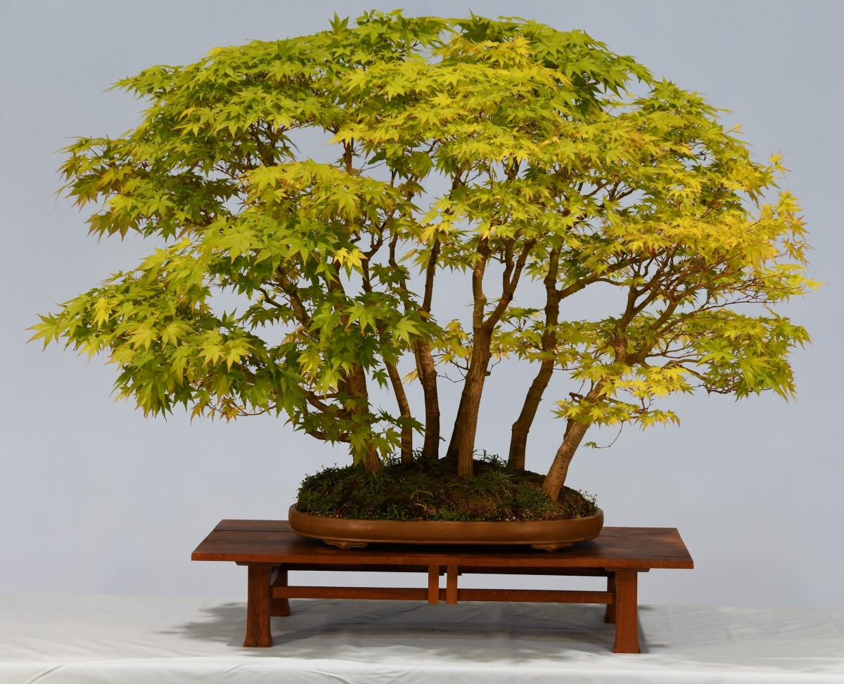 05-SL-Acer-palmatum