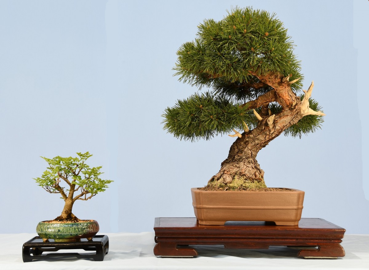 06-GB-Pinus-sylvestris-Wateri