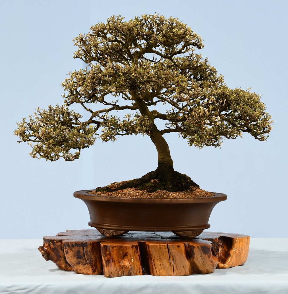 07-AD-Corokia-cotoneaster