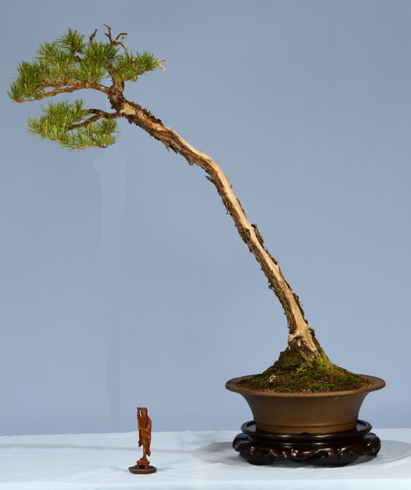08-SY-Pinus-densiflora