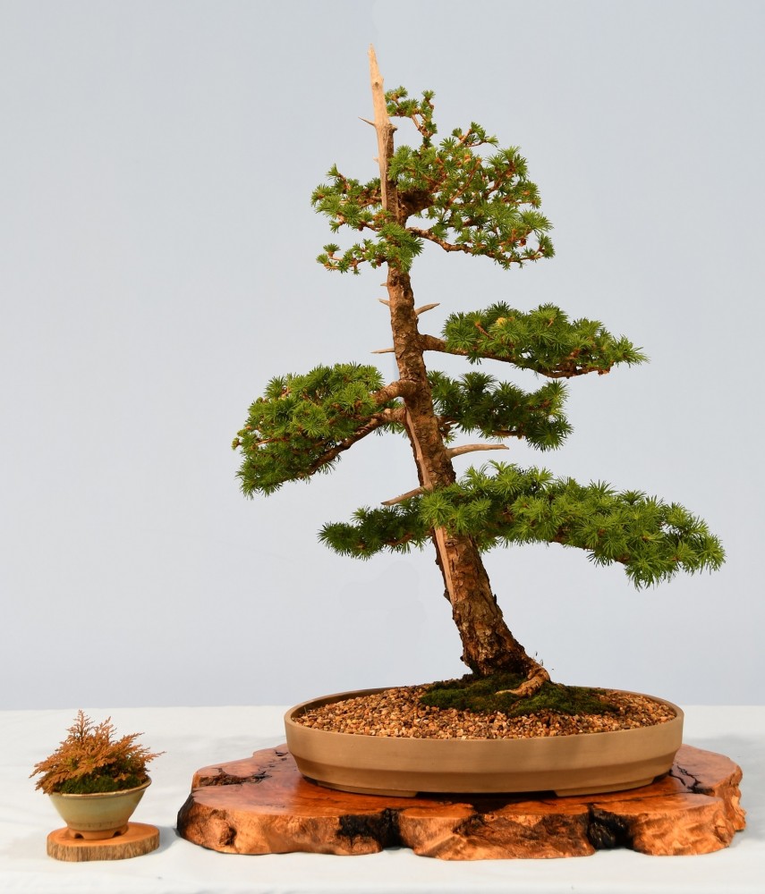 14-JM-Larix-kaempferi