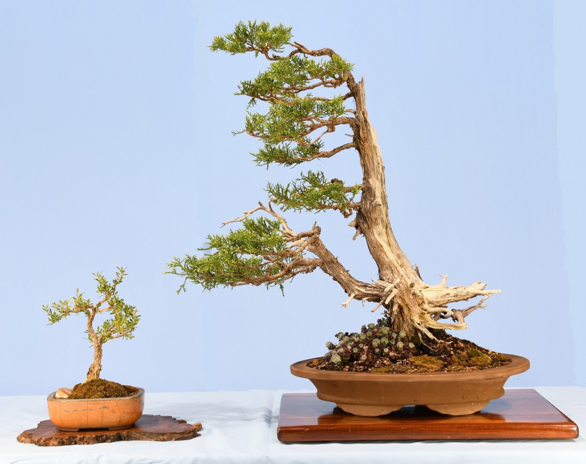 15-LK-Juniperus-chinensis