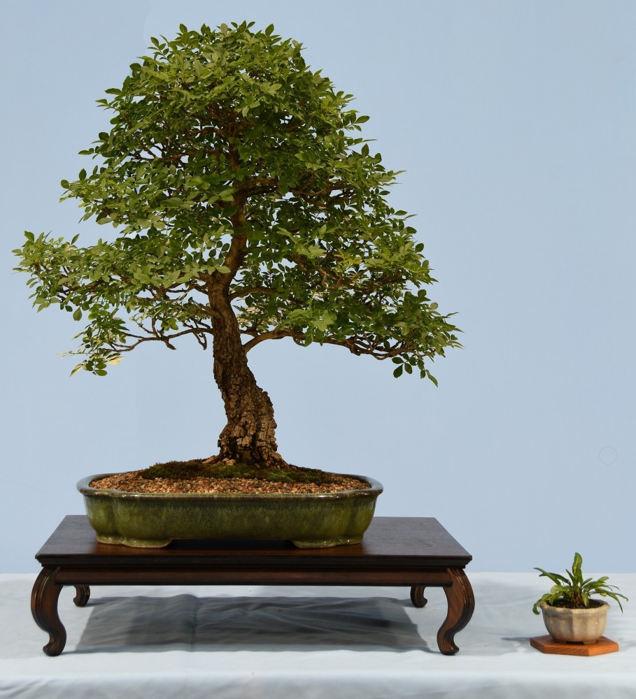 16-JM-Fraxinus-angustifolia