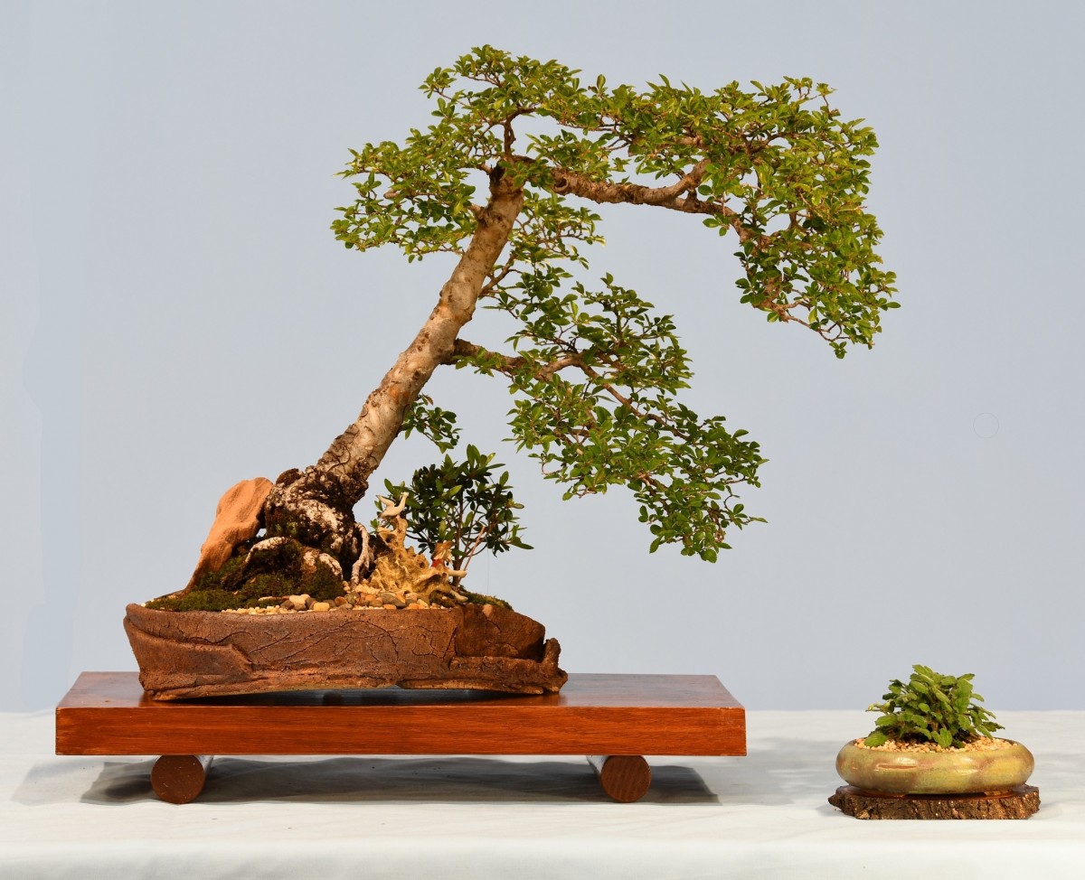 18-OS-Ulmus-parvifolia