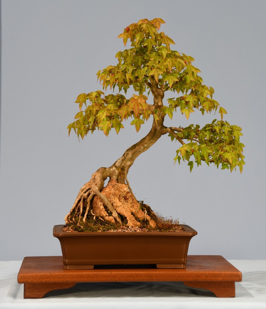 19-NVN-Acer-buergerianum