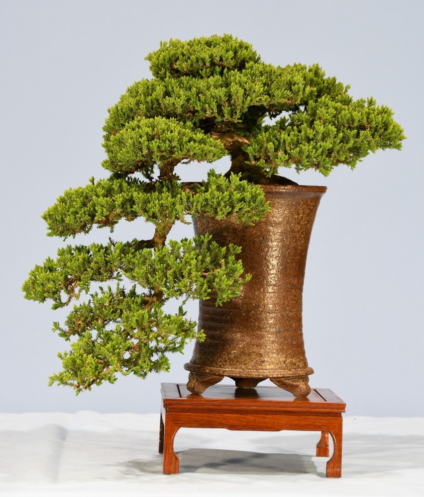 20-WD-Juniperus-squamata-Prostrata