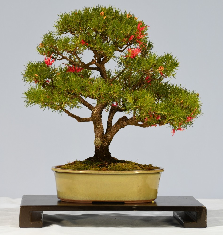 22-RM-Grevilliea-rosmarinifolia-Scarlet-Sprite