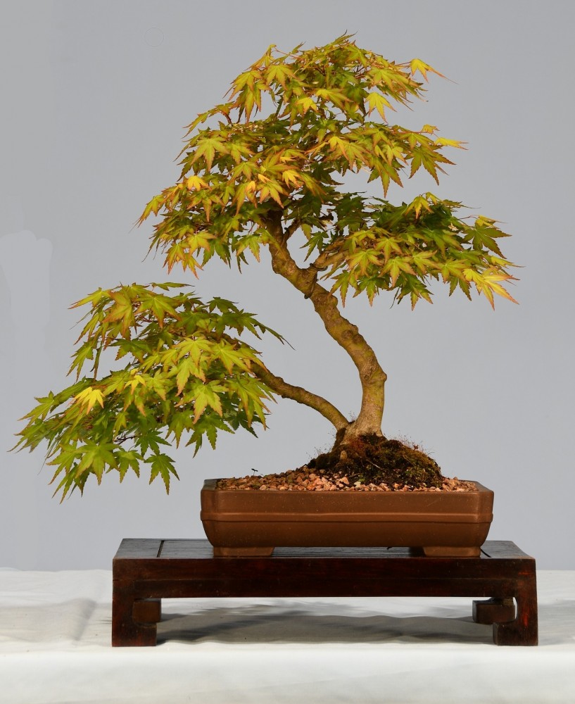 23-NVN-Acer-palmatum