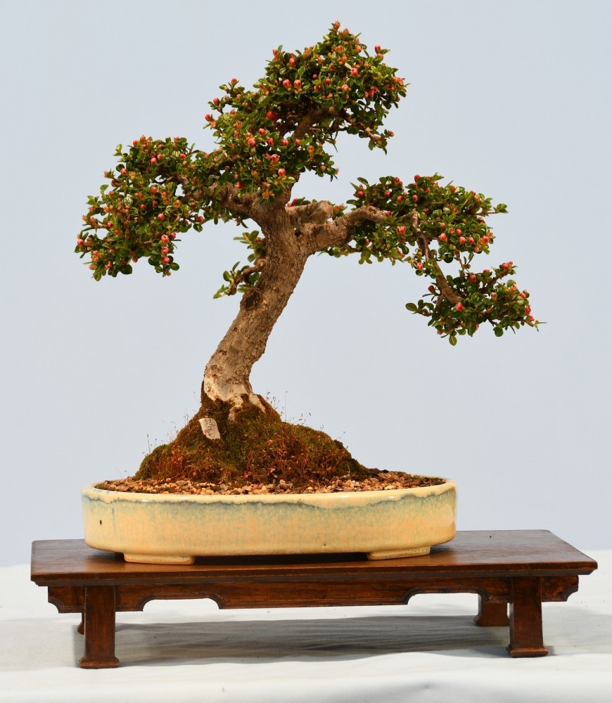24-MW-Cotoneaster-horizontalis