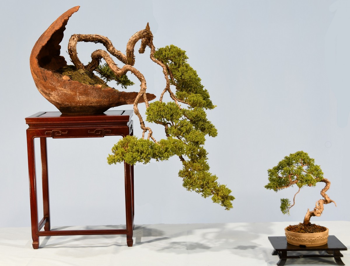 25-GB-Juniperus-squamata-Prostrata