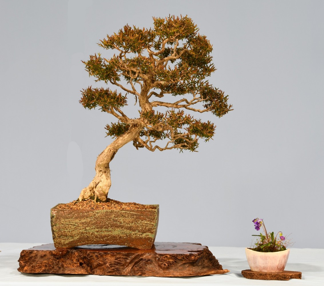 26-RM-Melaleuca-styphelioides