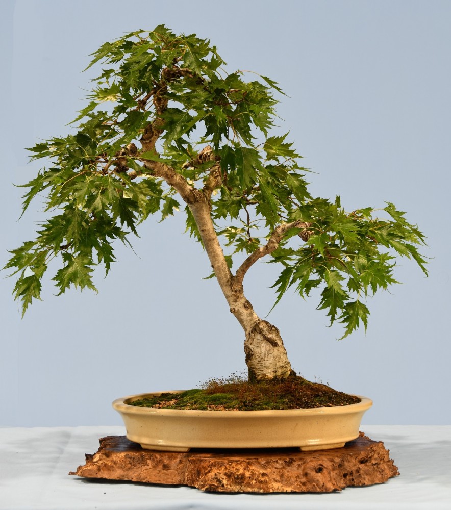 27-MW-Betula-pendula