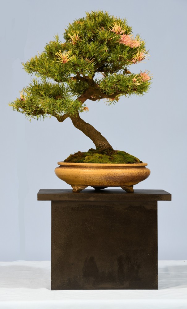 30-RM-Grevillea-juniperina-Pink-Lady