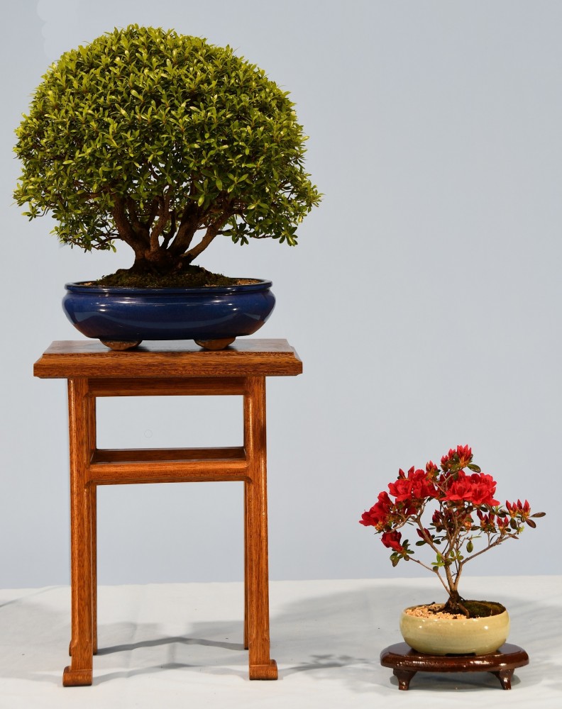 32-OS-Azalea-Sao-to-me