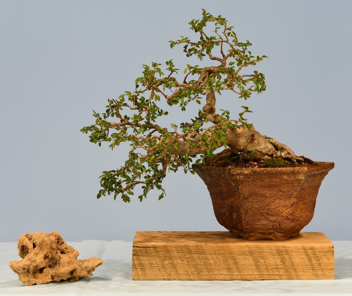 35-LK-Ulmus-parvifolia