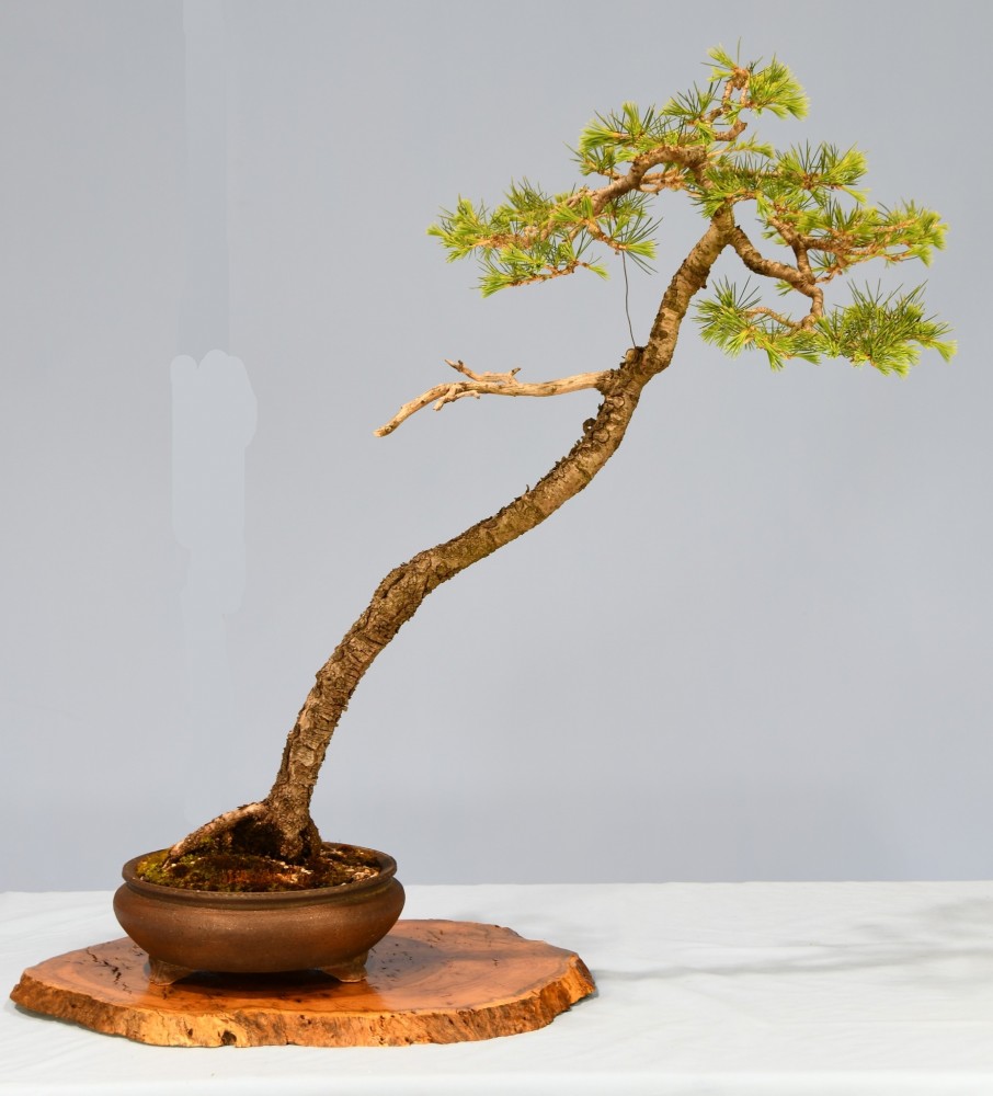 36-GW-Cedrus-deodara