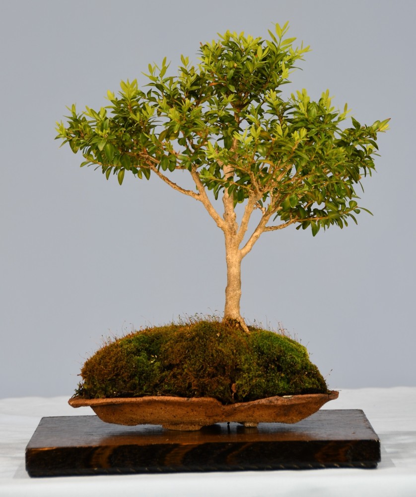 37-JP-Buxus-sempervirens