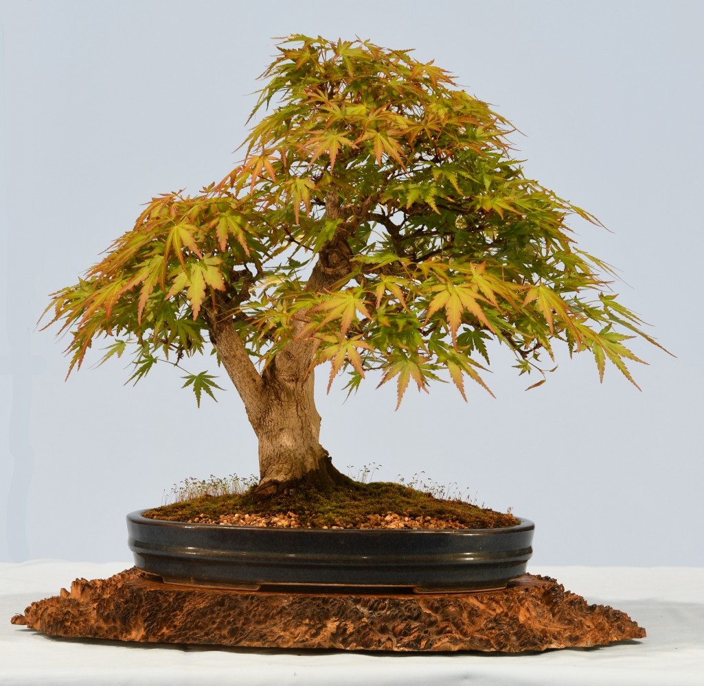39-MW-Acer-palmatum