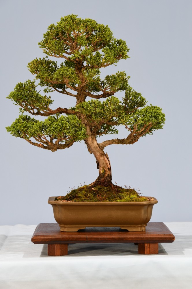 40-RM-Juniperus-chinensis-Shimpaku