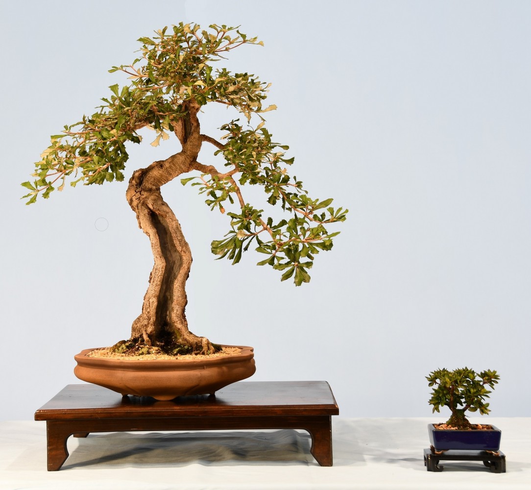 41-GB-Banksia-integrifolia