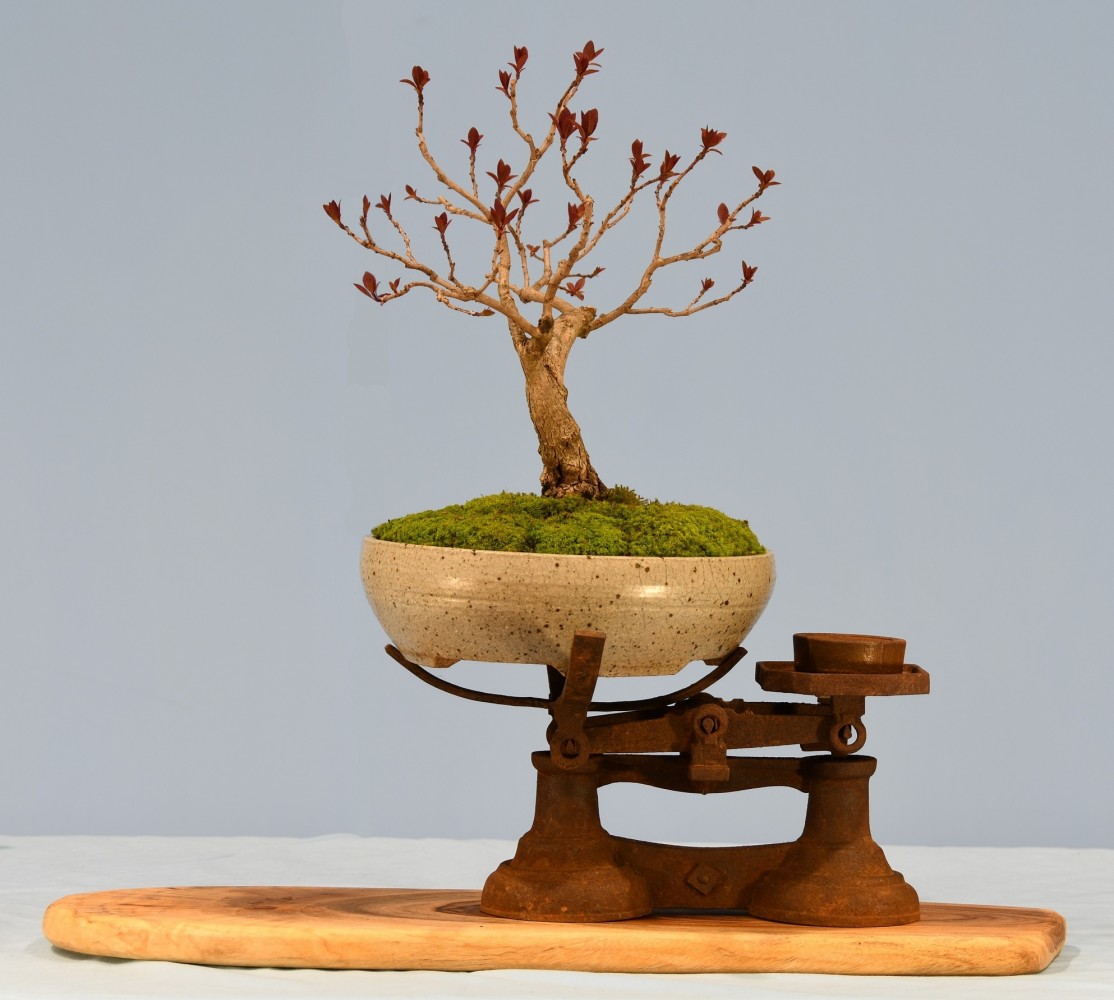 44-LS-Continus-Grace