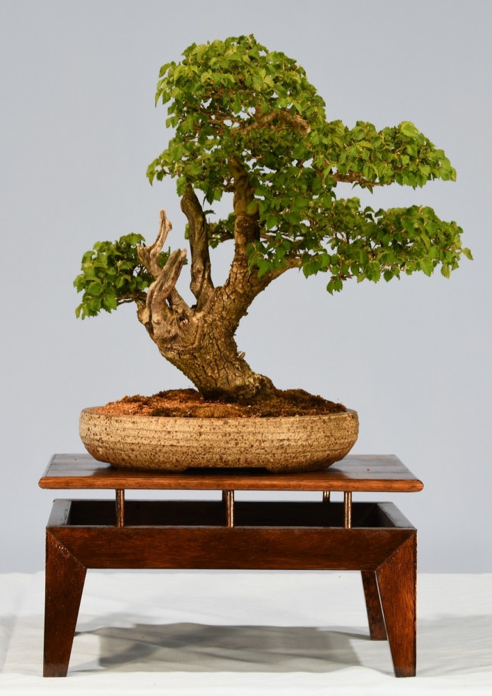 45-GW-Ulmus-procera
