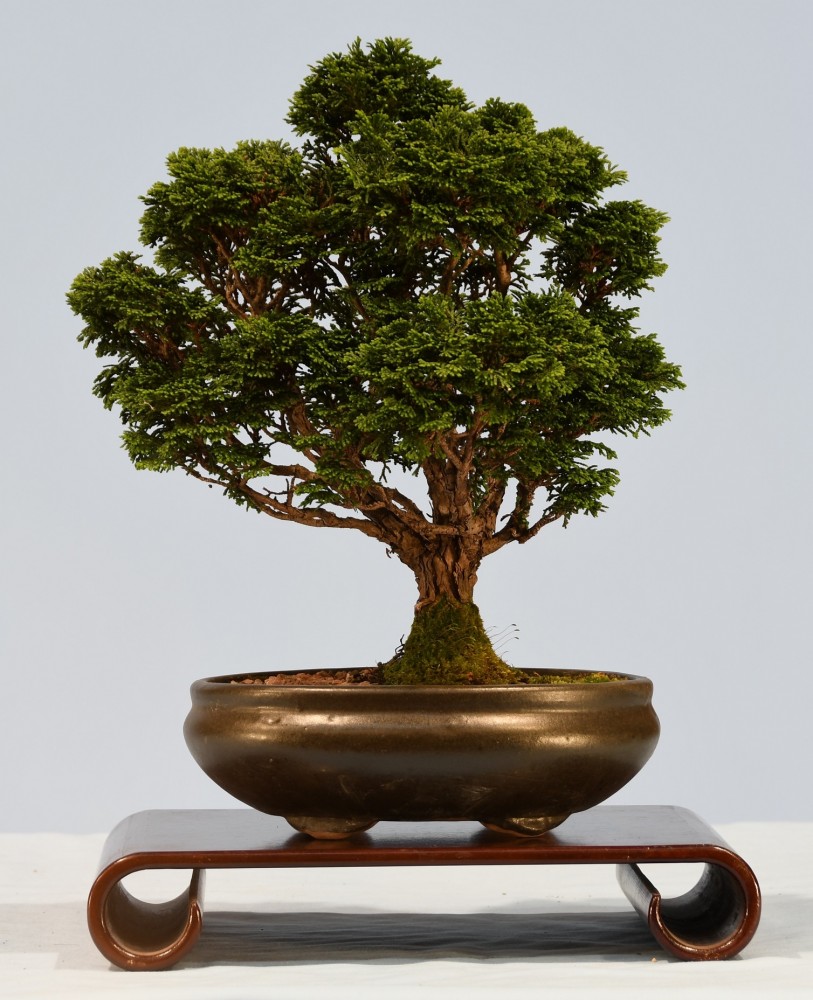 47-NH-Chamaecyparis-obtusa