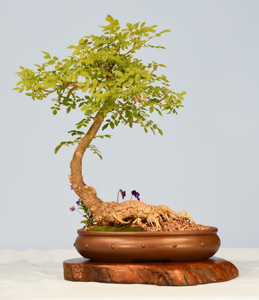 48-SK-Fraxinus-angustifolia