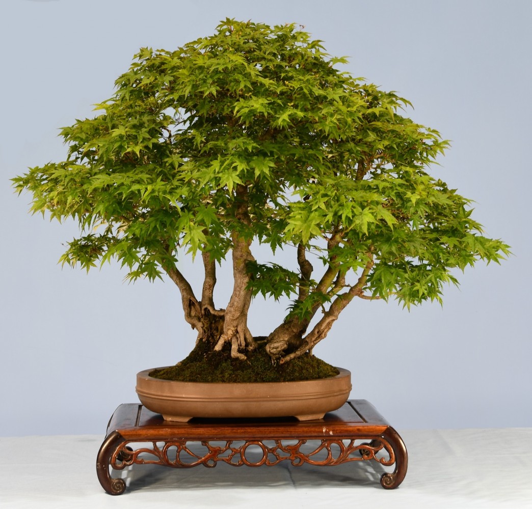 50-GG-Acer-palmatum