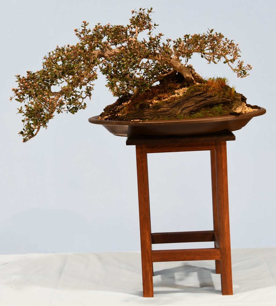 51-AD-Leptospermum-Mesmer-Eyes