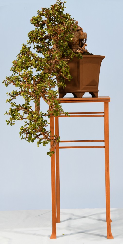 52-GG-Portulacaria-afra