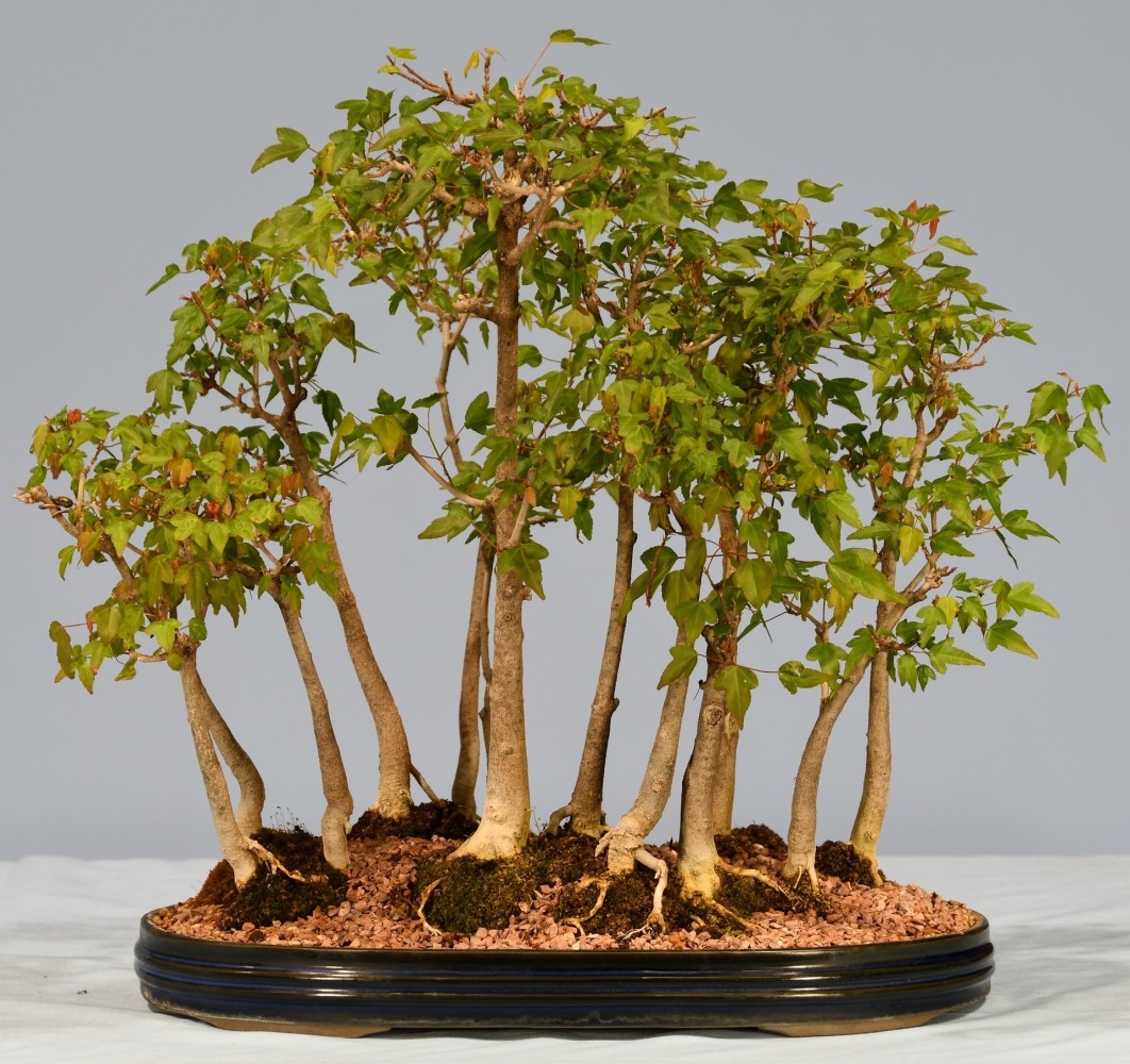 53-SQ-Acer-Buergerianum