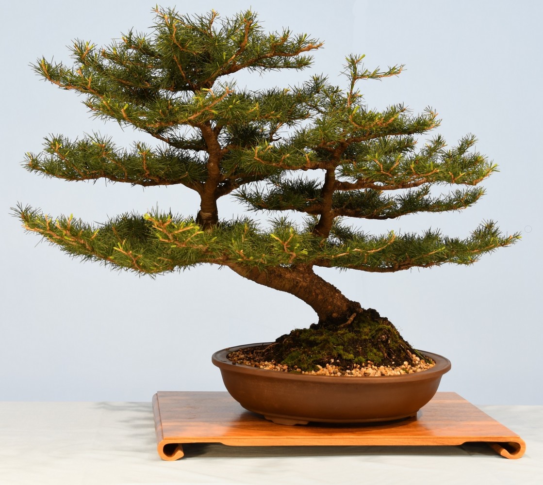 54-MT-Cedrus-atlantica