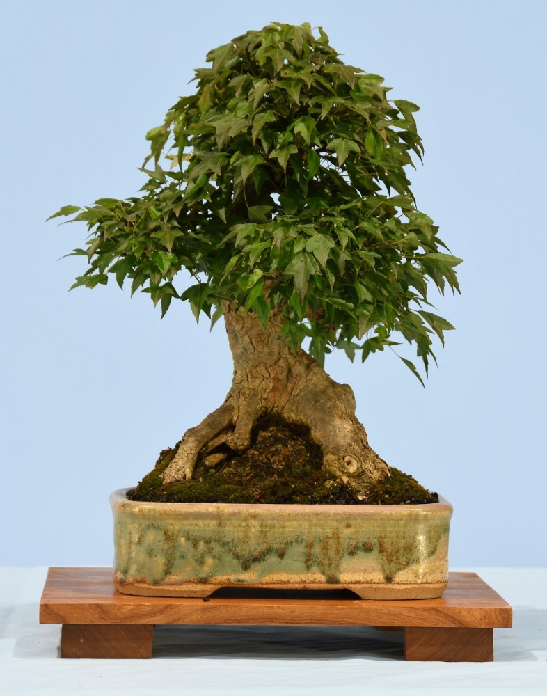 55-GG-Acer-buergerianum