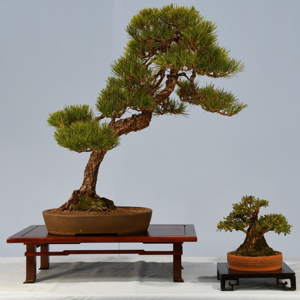 58-GB-Pinus-thunbergii