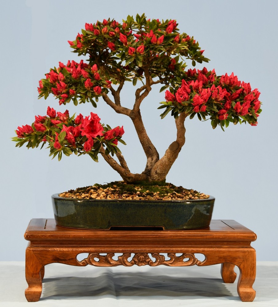 59-WD-Azalea-Red-Wings