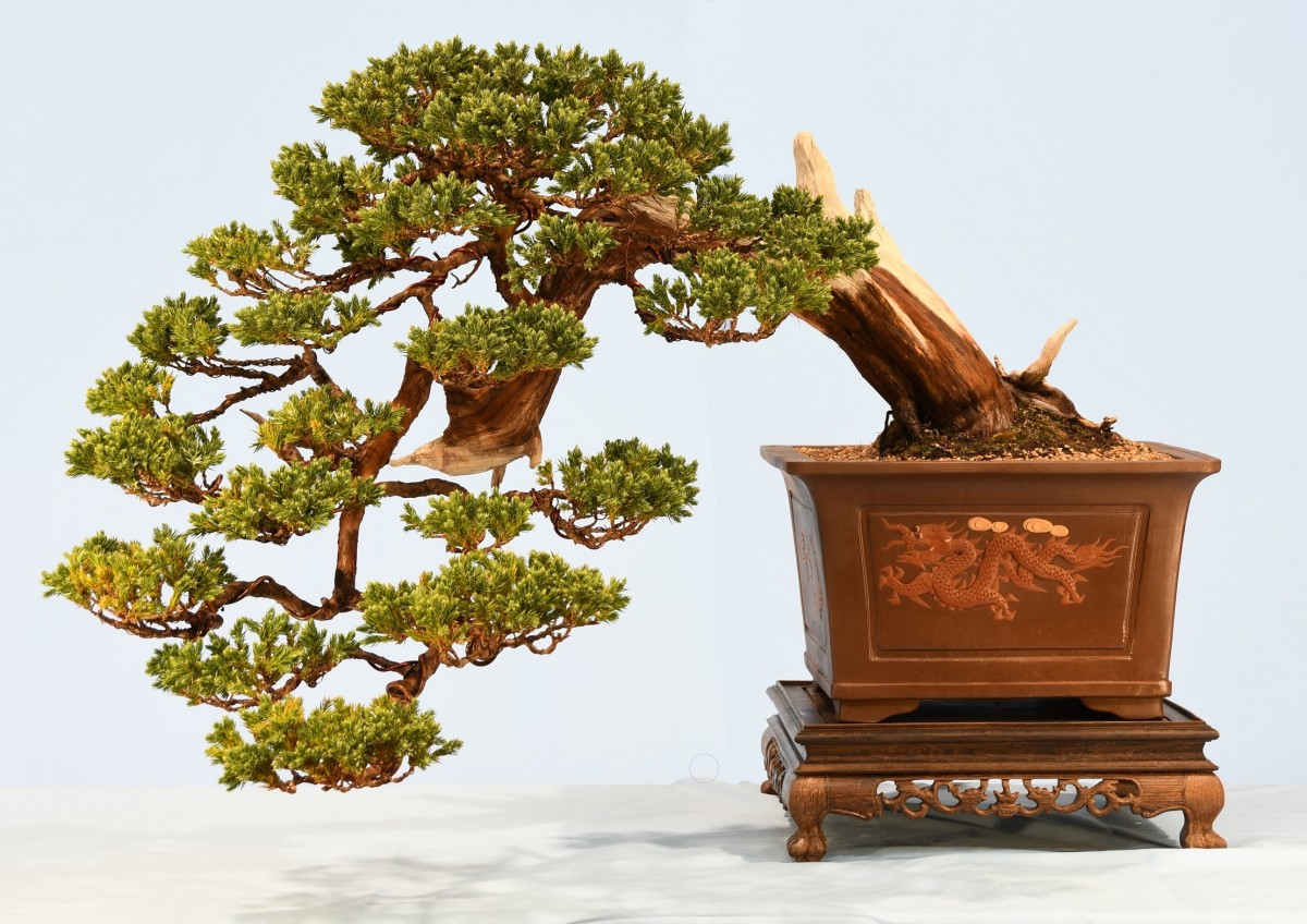 60-PH-Juniperus-squamata-Meyer