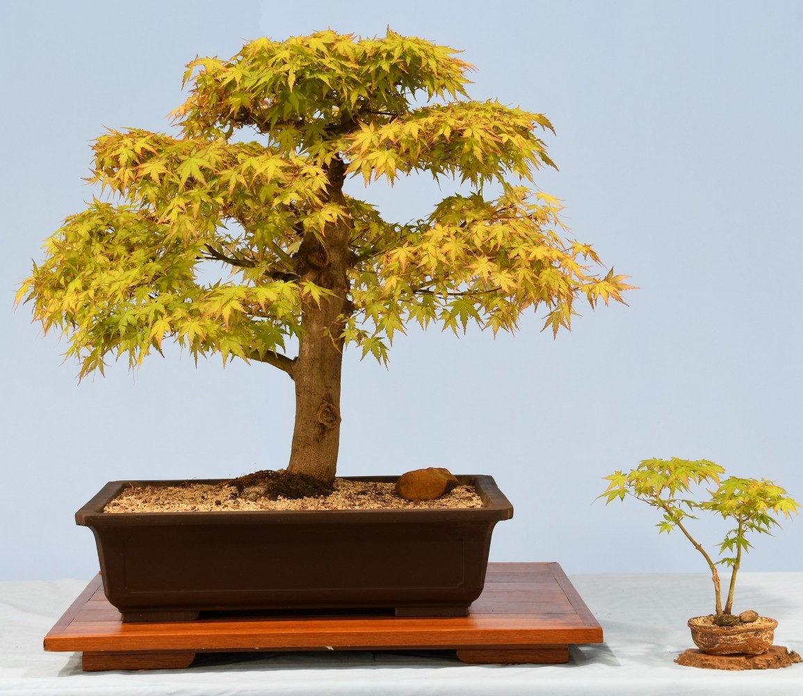62-JM-Acer-palmatum