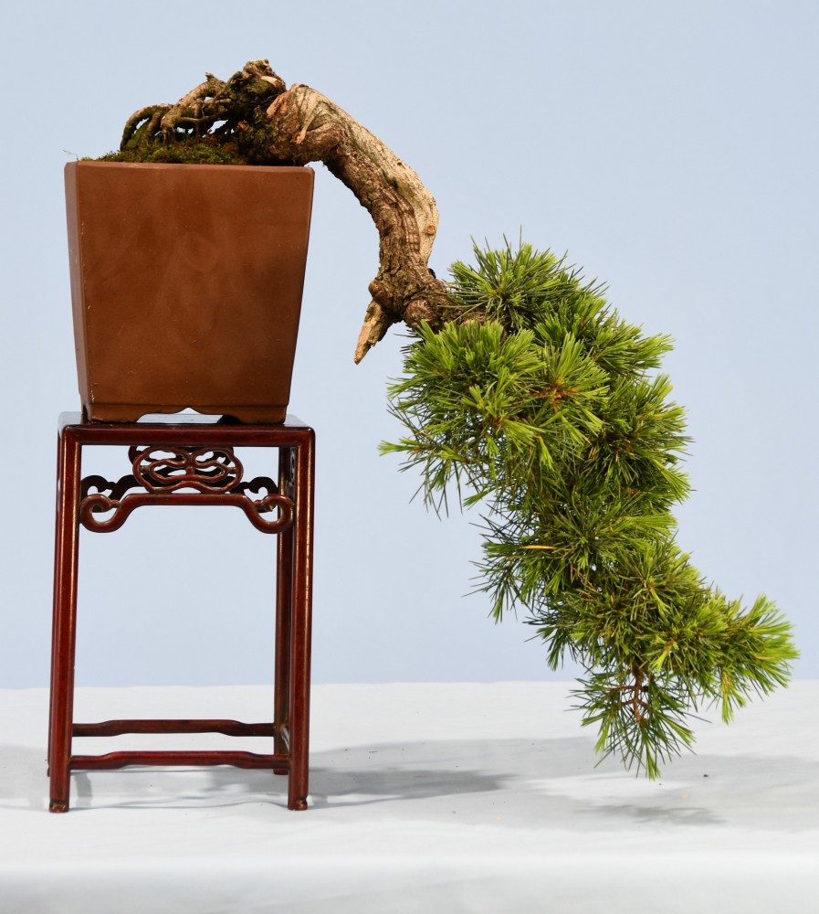 64-GG-Cedrus-deodara