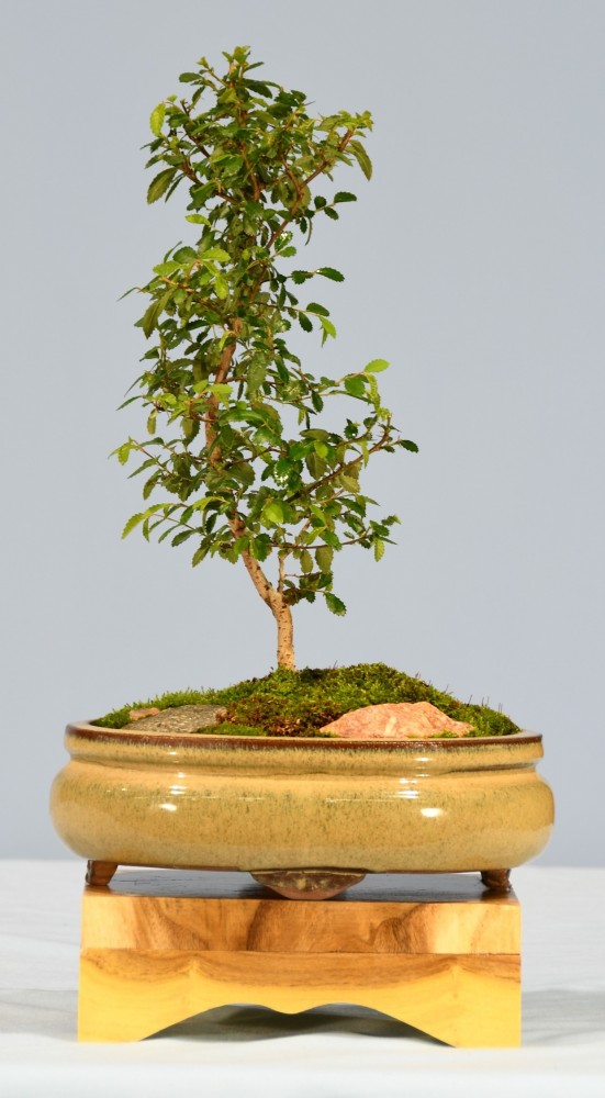 65-JR-Ulmus-parvifolia