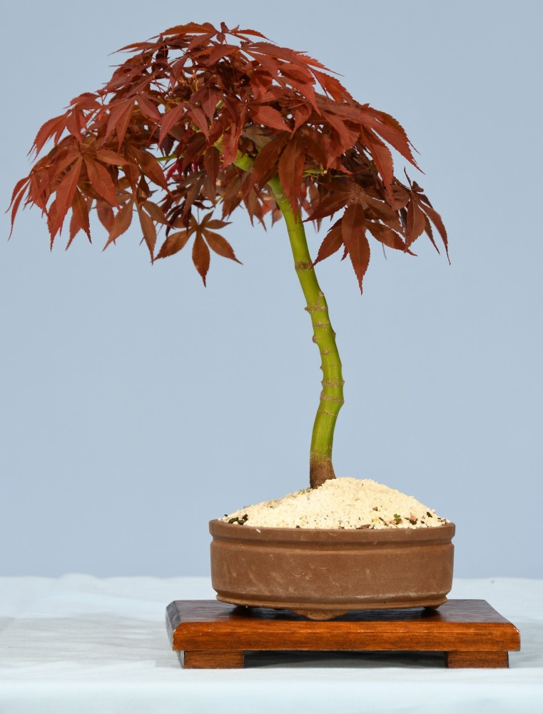 67-JT-Acer-palmatum
