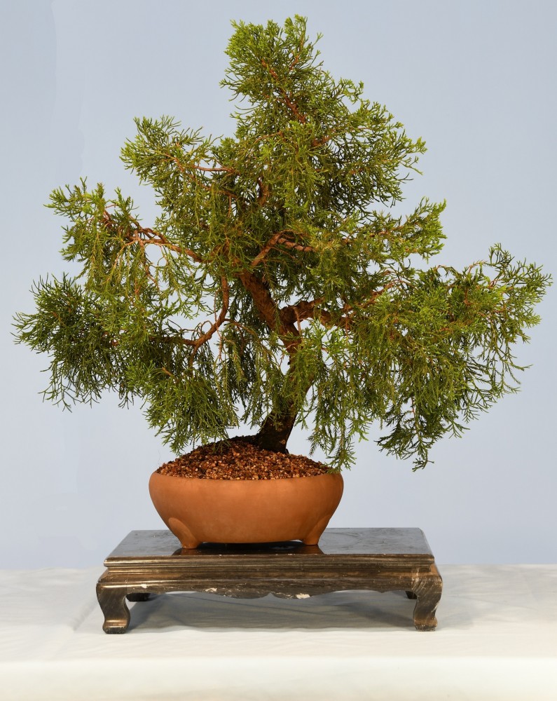 68-NH-Juniperus-flaccida