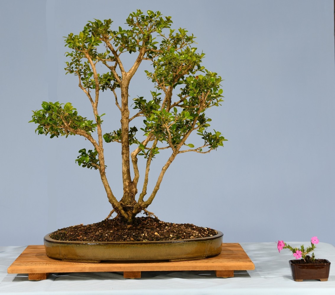 70-TG-Buxus-sempervirens