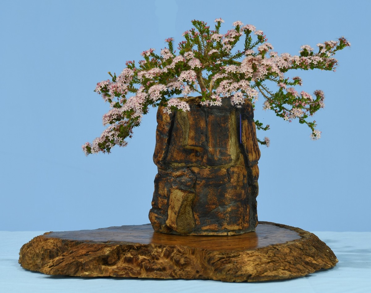 72-RH-Calytrix-tetragona-Pink-Cascade